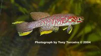 Bates' killi (Aphyosemion batesii)