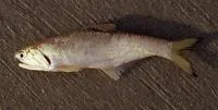 Bates' sabretooth anchovy (Lycengraulis batesii)