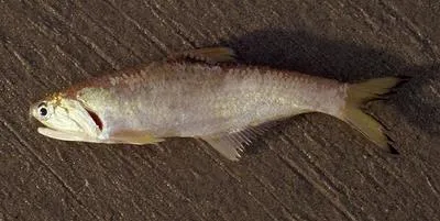Bates' sabretooth anchovy (Lycengraulis batesii)