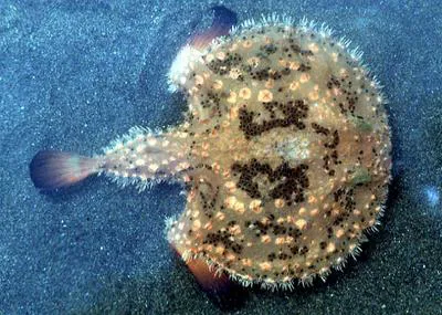 Batfish (Halieutaea stellata)