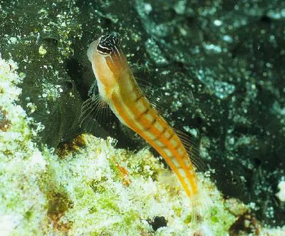 Bath's comb-tooth (Ecsenius bathi)