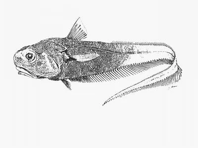 Bathypelagic rattail (Mesobius antipodum)