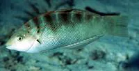Batu coris (Coris batuensis)