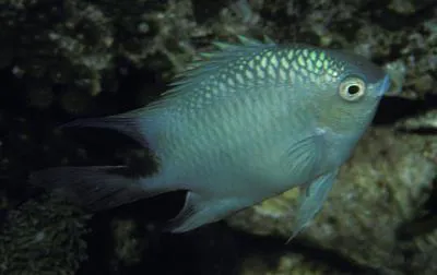 Batuna damsel (Amblyglyphidodon batunai)