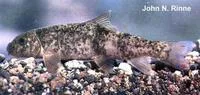 Bavispe sucker (Catostomus leopoldi)