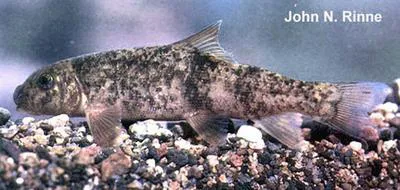 Bavispe sucker (Catostomus leopoldi)