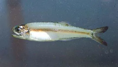 Bay anchovy (Anchoa mitchilli)
