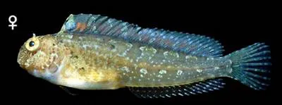 Bay blenny (Hypsoblennius gentilis)