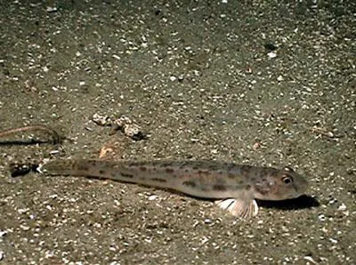 Bay goby (Lepidogobius lepidus)