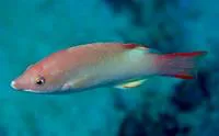 Bay of Bengal hogfish (Bodianus neilli)