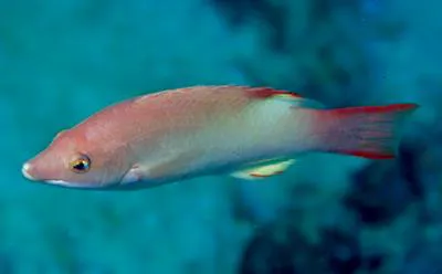 Bay of Bengal hogfish (Bodianus neilli)
