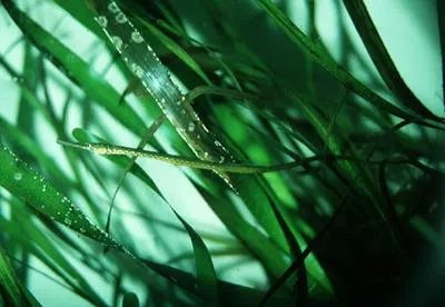 Bay pipefish (Syngnathus leptorhynchus)