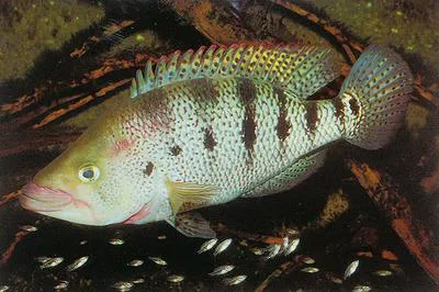 Bay snook (Petenia splendida)