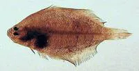 Bay whiff (Citharichthys spilopterus)