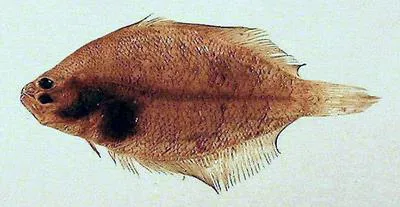 Bay whiff (Citharichthys spilopterus)
