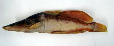Bayad (Bagrus bajad)