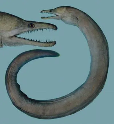 Bayer's moray (Enchelycore bayeri)