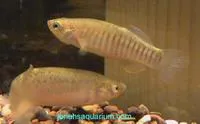 Bayou killifish (Fundulus pulvereus)