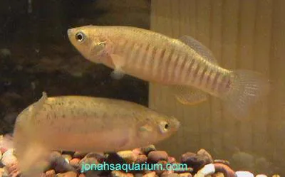 Bayou killifish (Fundulus pulvereus)