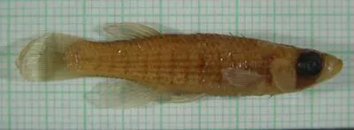 Bayou topminnow (Fundulus nottii)