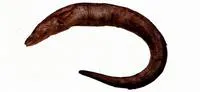 Beach conger (Conger japonicus)