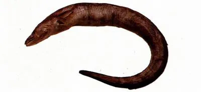 Beach conger (Conger japonicus)