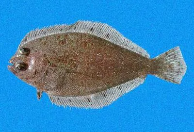 Beach flounder (Syacium latifrons)