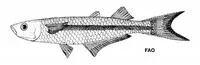 Beach silverside (Atherinella blackburni)
