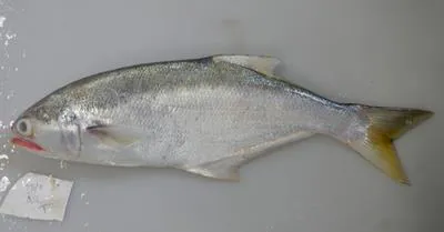 Beachsalmon (Leptobrama muelleri)