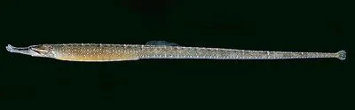 Beady pipefish (Hippichthys penicillus)