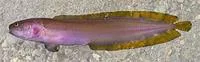 Beagle cusk (Beaglichthys macrophthalmus)