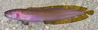 Beagle cusk (Beaglichthys macrophthalmus)