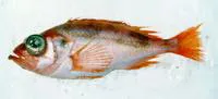 Beaked redfish (Sebastes mentella)