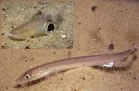 Beaked salmon (Gonorynchus gonorynchus)