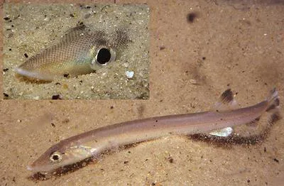 Beaked salmon (Gonorynchus gonorynchus)