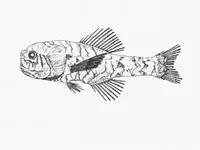 Bean's bigscale (Scopelogadus beanii)
