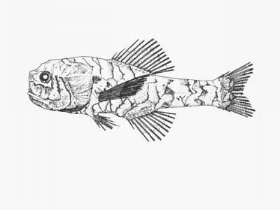 Bean's bigscale (Scopelogadus beanii)