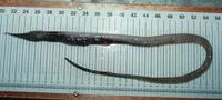 Bean's sawtooth eel (Serrivomer beanii)