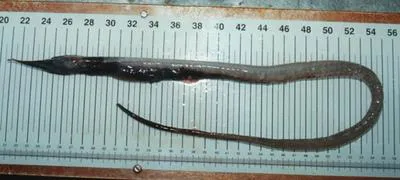 Bean's sawtooth eel (Serrivomer beanii)