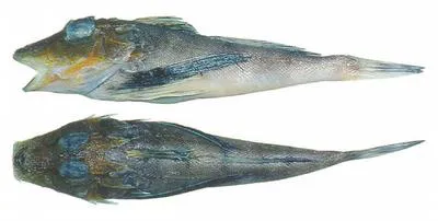 Bean's searobin (Prionotus beanii)