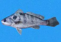 Bearded banded croaker (Paralonchurus rathbuni)
