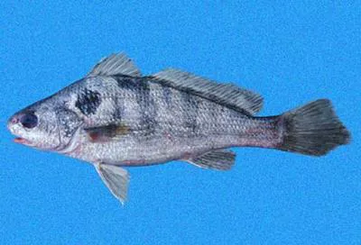 Bearded banded croaker (Paralonchurus rathbuni)