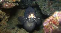 Bearded brotula (Brotula barbata)