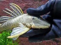 Bearded catfish (Pseudancistrus barbatus)