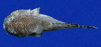 Bearded clingfish (Gobiesox papillifer)