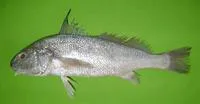 Bearded croaker (Johnius amblycephalus)