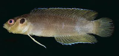 Bearded dottyback (Pseudoplesiops revellei)