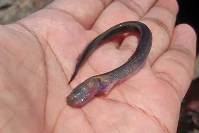 Bearded eelgoby (Taenioides jacksoni)