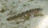 Bearded goby (Barbulifer ceuthoecus)