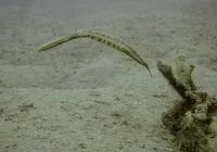 Bearded leatherjacket (Anacanthus barbatus)
